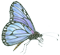 Schmetterling