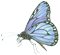 Schmetterling